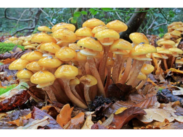 Мицелий Опенка осеннего / Опенок настоящий (Armillaria mellea) Мицелий Опенка осеннего / Опенок настоящий (Armillaria mellea)